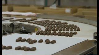 Dozens of bite-size chocolate candies arranged on a white conveyor belt